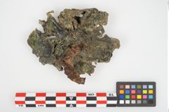 Foto von Bronzephalere (NHMW-PRAE-026057)